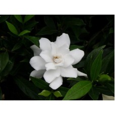 Gardenia